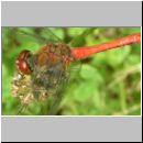 Sympetrum sanguineum - Blutrote Heidelibelle m04.jpg
